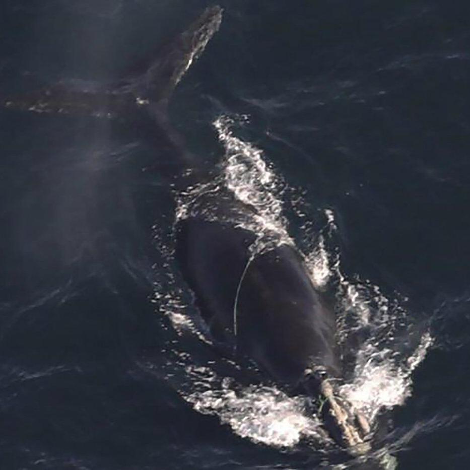 Endangered whales found entangled in rope off Massachusetts, and 1 is likely to die